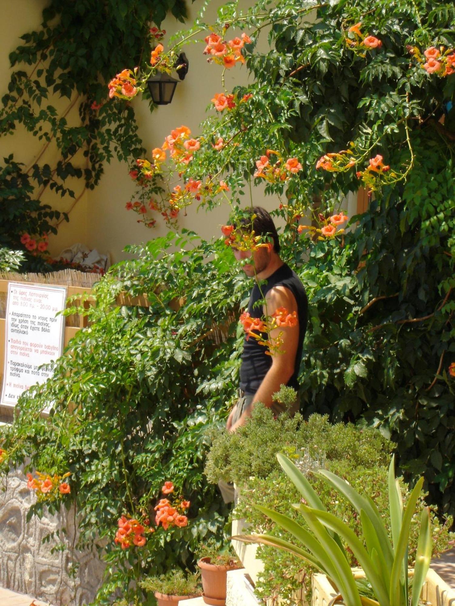 Hotel Afea Agia Marina  Ngoại thất bức ảnh